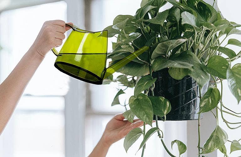 Slender Watering Can